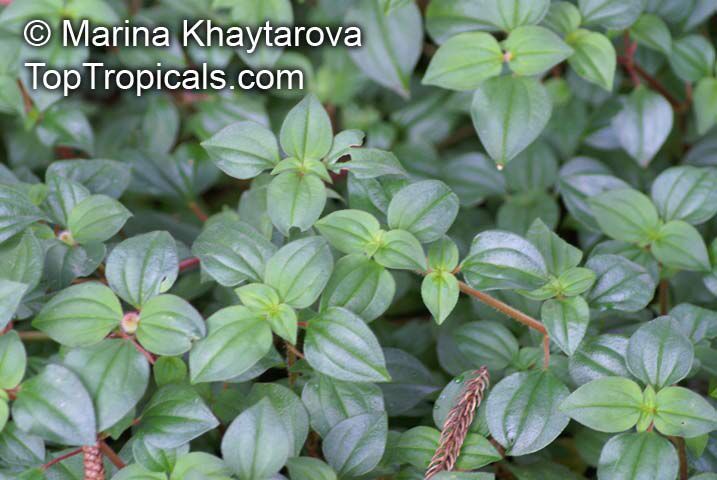 Dissotis_rotundifolia_1MKh.jpg
