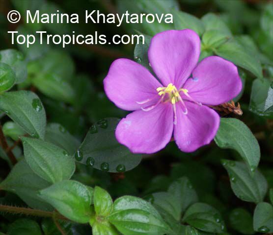 Dissotis_rotundifolia_4MKh.jpg