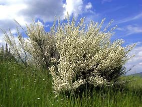 div13cytisusmultiflorus.jpg
