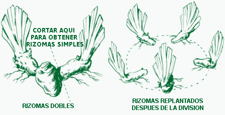 diviserES2.gif
