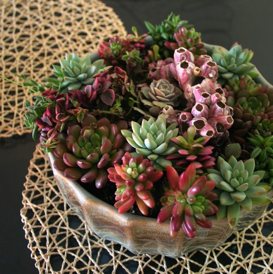 diy_succulent_garden_sm.jpg