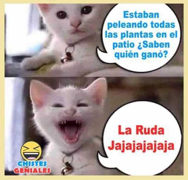 do-todas-las-plantas-en-el-patio-saben-quien-gano-la-ruda-jajajajajaja-chistes-geniales-cd-py8e6.jpg