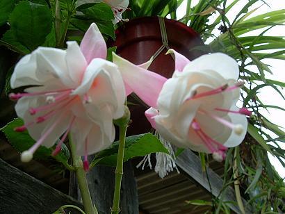 Doble fucsia.JPG