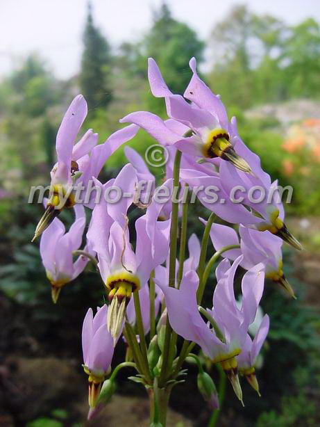 dodecatheon%20conjugens%202.JPG