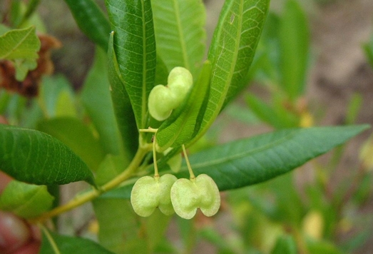 Dodonaea%20viscosa%20seed(1).jpg