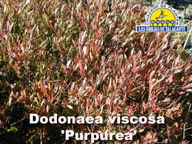 Dodonea%20viscosa%20atropurpurea%20pan1%20copia.jpg