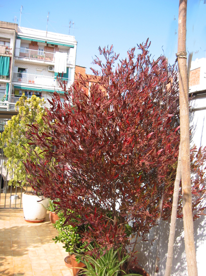 dodoneaIMG_0151.jpg