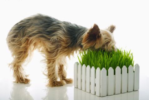 dog%2Beating%2Bgrass.jpg