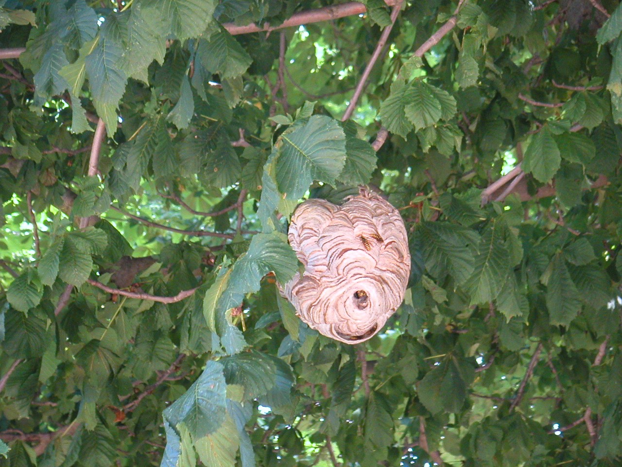 Dolichovespula_media_Nest.jpg