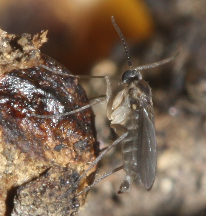 Dolychopus%20sp%201.jpg