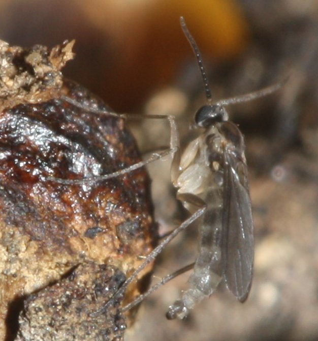 Dolychopus%20sp%202.jpg