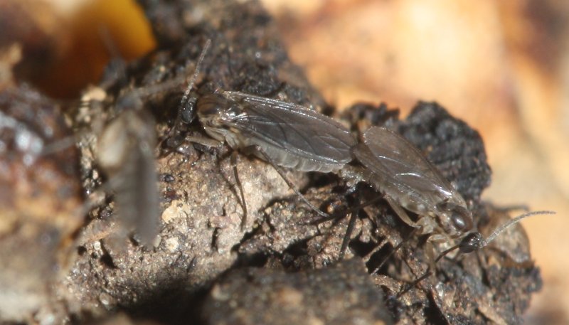 Dolychopus%20sp%20copula.jpg