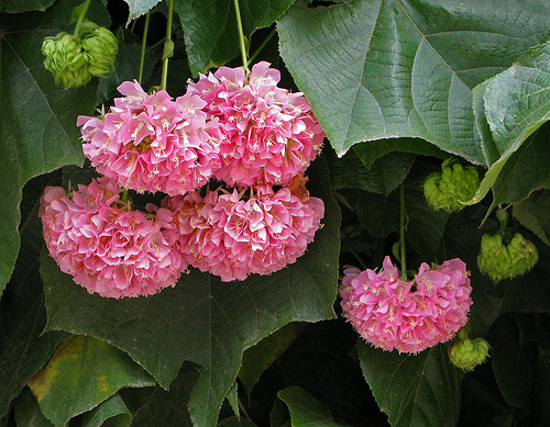 Dombeya-x-cayeuxii.jpg