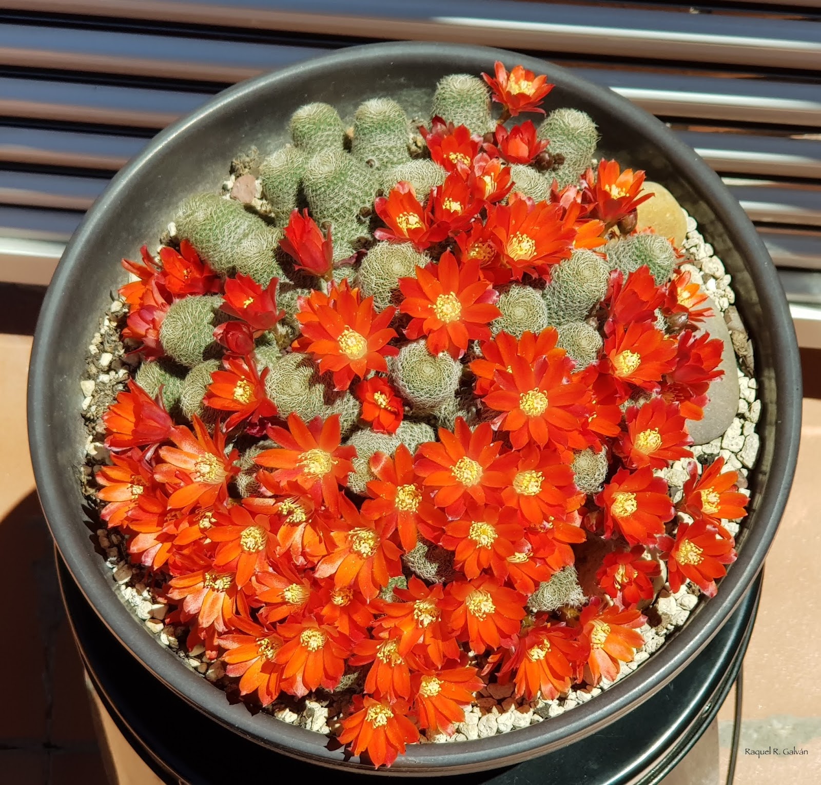 Don%25CC%2583a%2Brebutia%2Bcenital.jpg