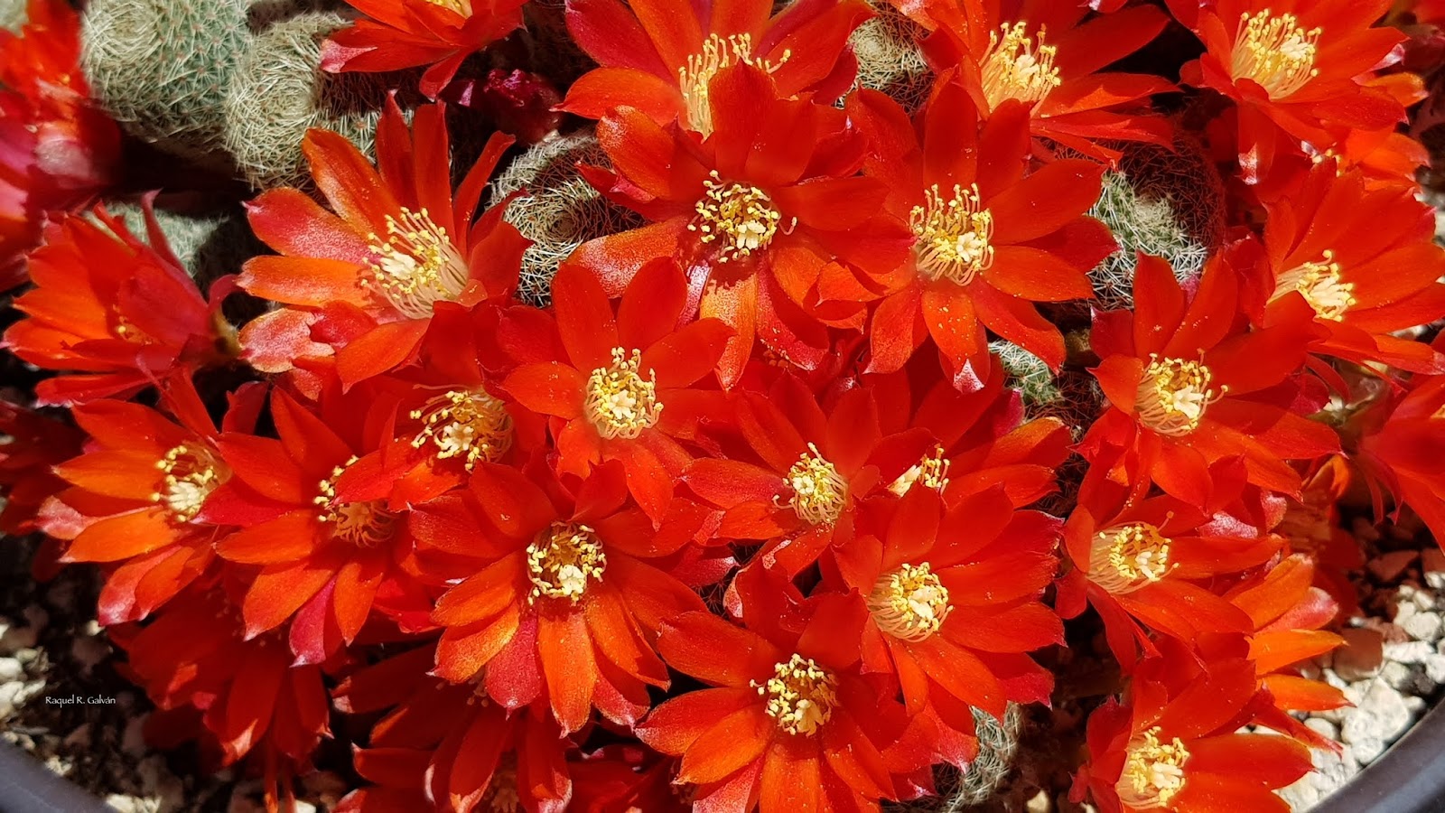 Don%25CC%2583a%2Brebutia%2Bflores.jpg