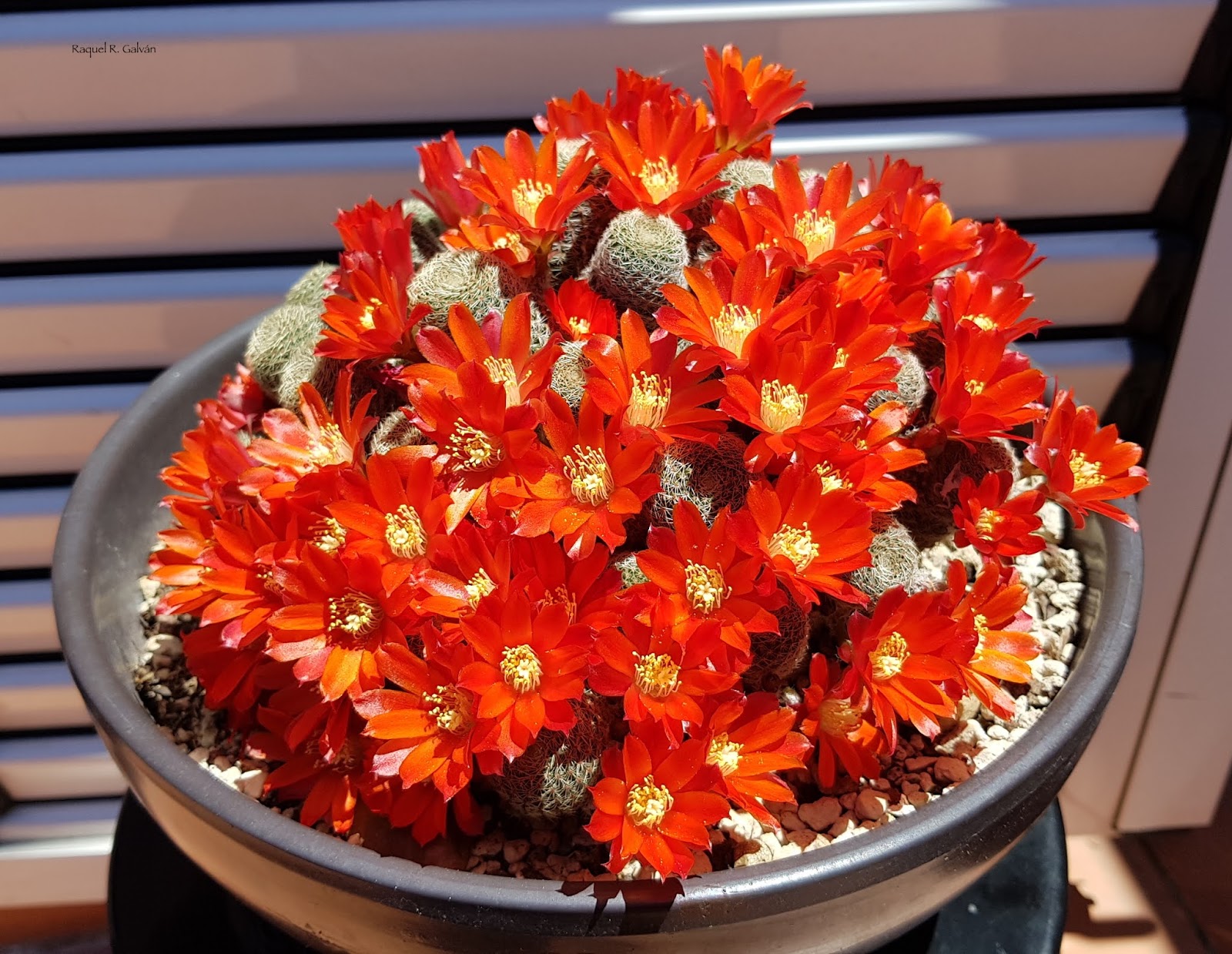 Don%25CC%2583a%2Brebutia%2Bsemicenital.jpg