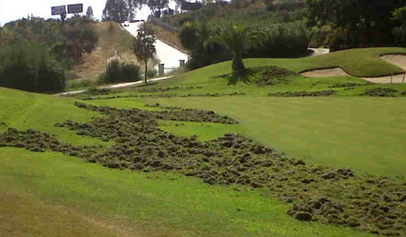 Dondejugaralgolf_jabali_header.jpg