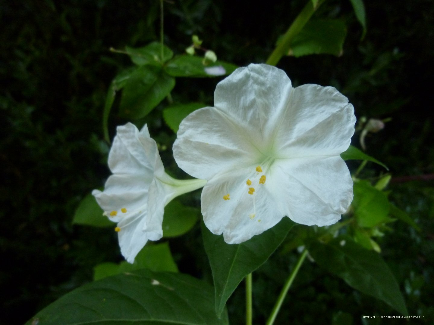 dondiegoblanca.jpg