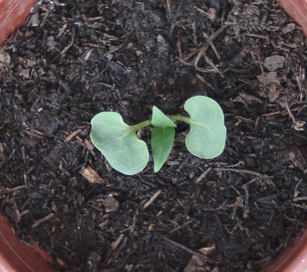 dondiegoplantin.jpg