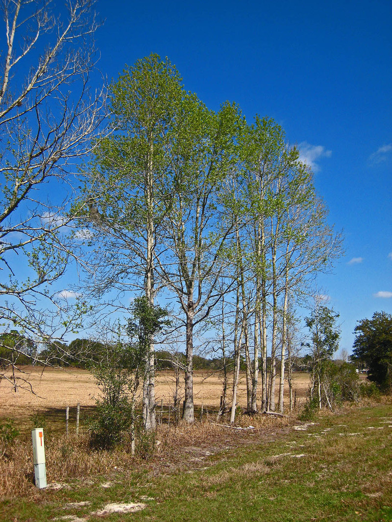 dora_canal_yalaha017.jpg