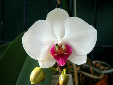 Doritaenopsis%20City%20Girl%20a.JPG
