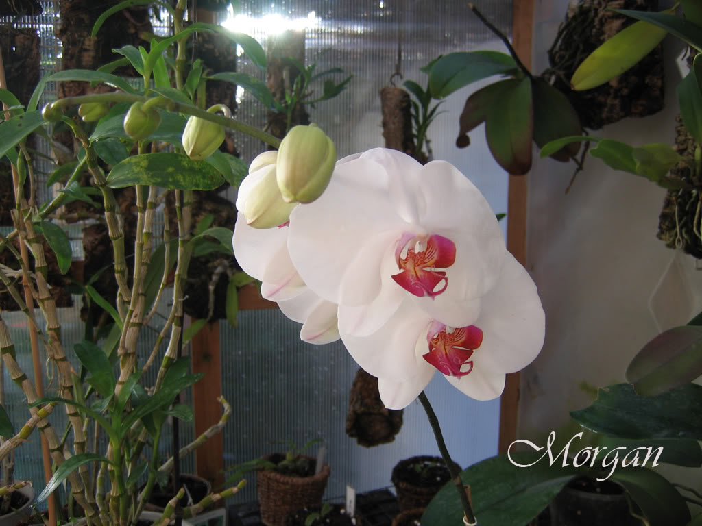 DoritaenopsisHanBensGirlHB728050209.jpg