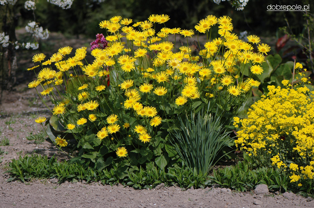 doronicum_orientale_1.2.jpg