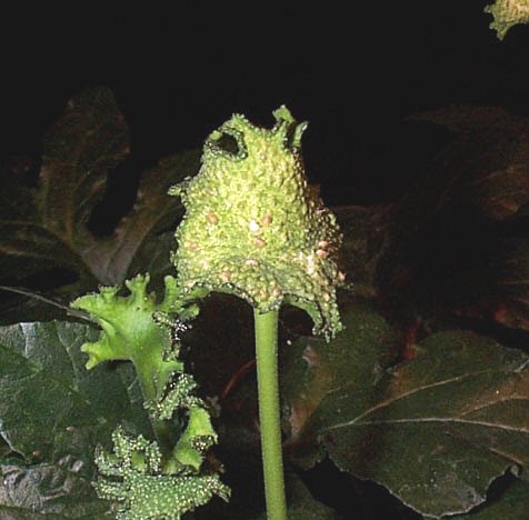 dorstenia.jpg