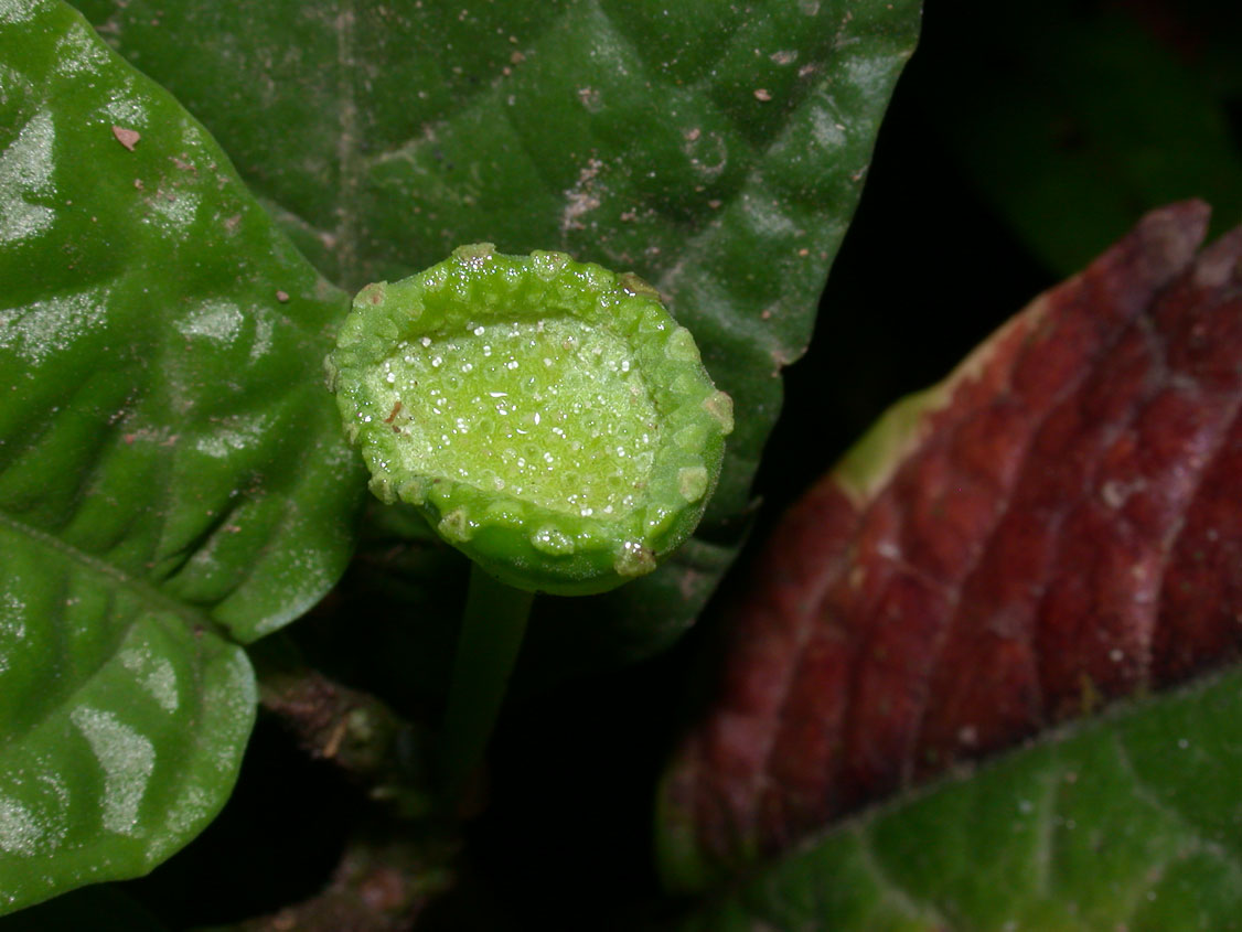 dorstenia_choconiana_1501_16.jpg