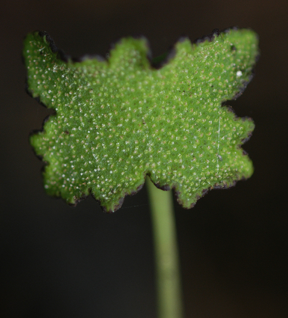 Dorstenia_contrajerva_1.jpg