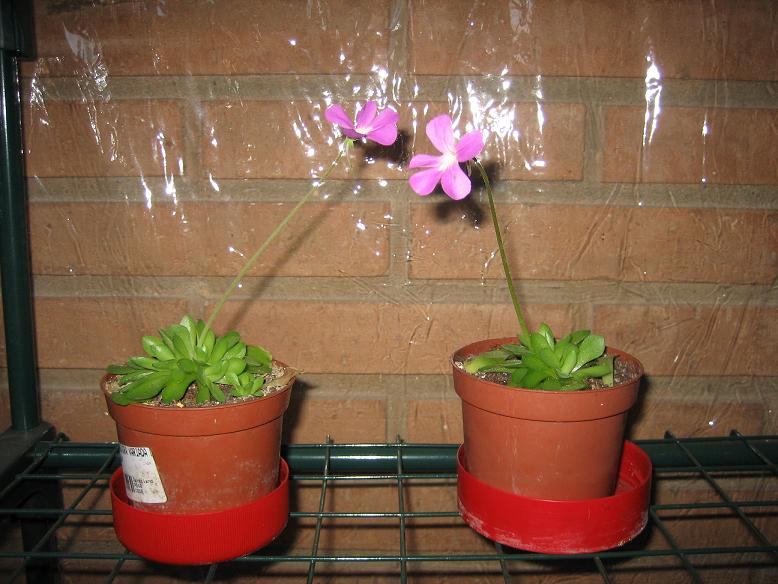Dos%20pinguiculas%20dividias%20con%20flor%20Red..JPG