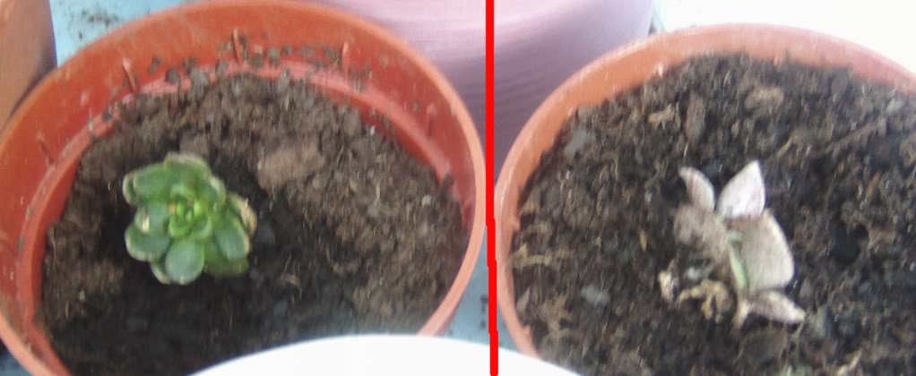 doseoniums.jpg