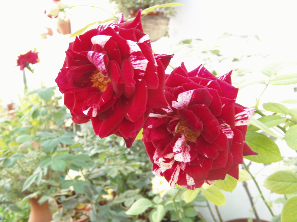 Dosjulioiglesiasltimafloracin2_zps50f027c7.jpg