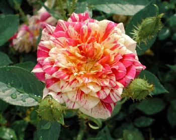 doubletreat%7E0.jpg