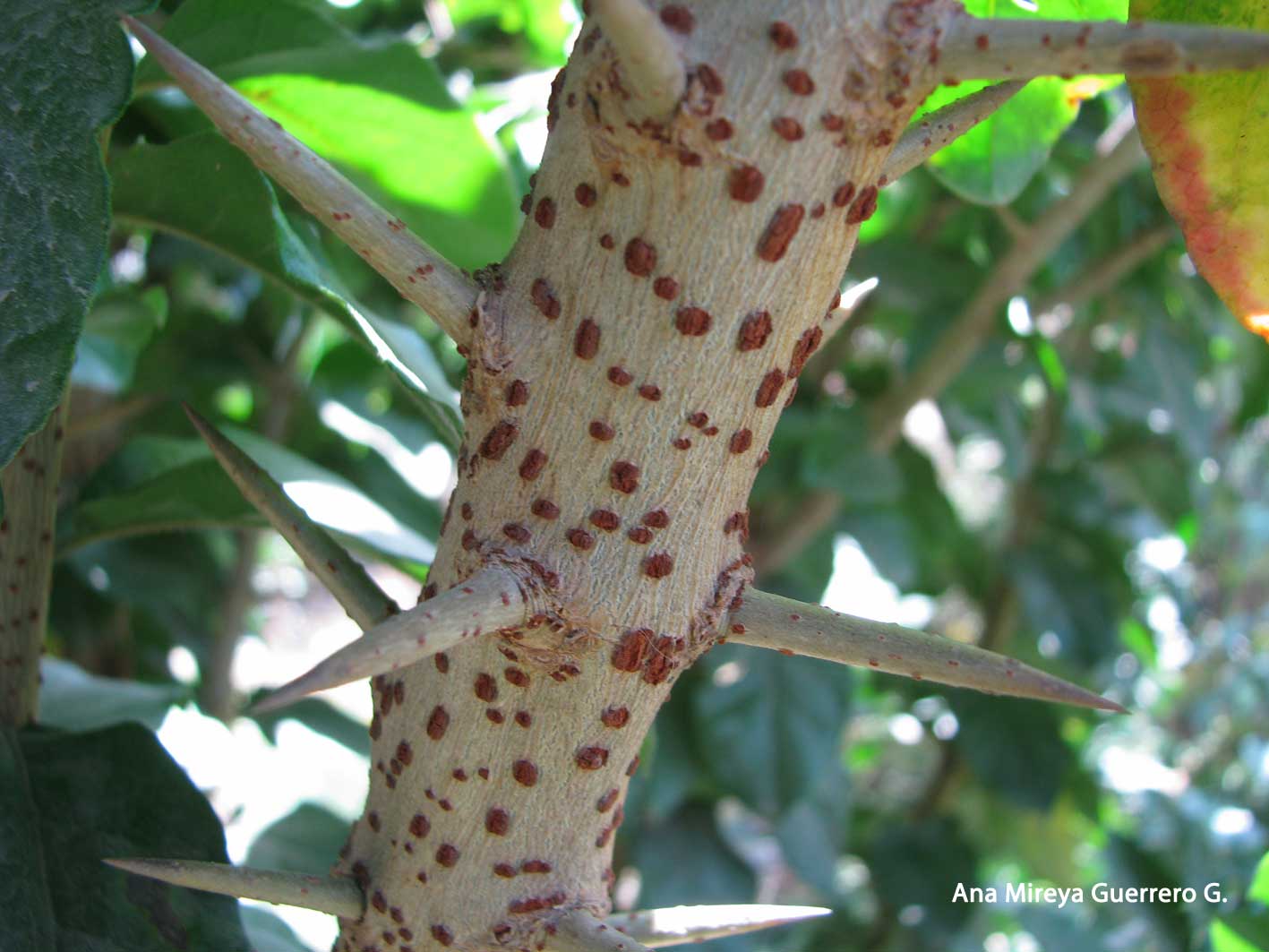 Dovyalis-abyssinica-2013-08-09-%252841%2529-fruto-chino.jpg