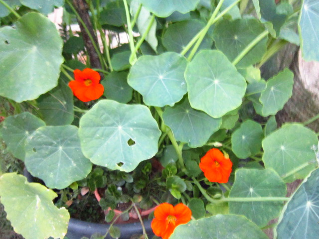 DOyIMG2014JcN.jpg