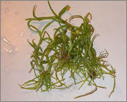 Dpenddeflask4.jpg