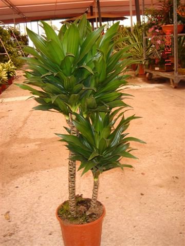 dracaena%20compacta.jpg