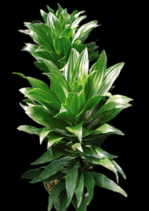 dracaena.derem.compacta.jpg