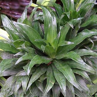 dracaena-deremensis-compacta.jpg