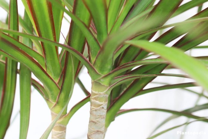 dracaena-deremensis-n2-696x464.jpg