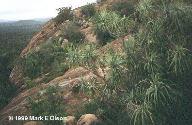 dracaena.jpg