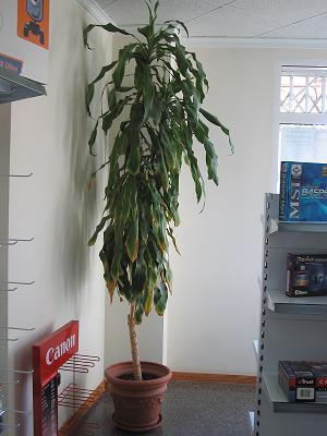 Dracaena.jpg