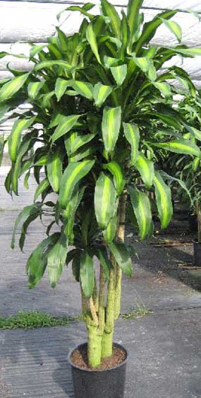 dracaena-mass-mature.jpg