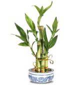 dracaena-sanderiana.jpg