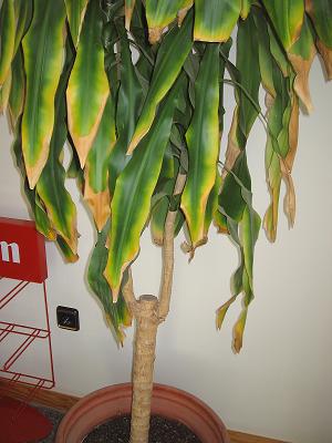 Dracaena2.jpg