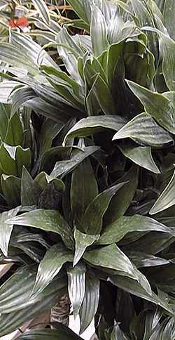 Dracaena_deremensis.jpg