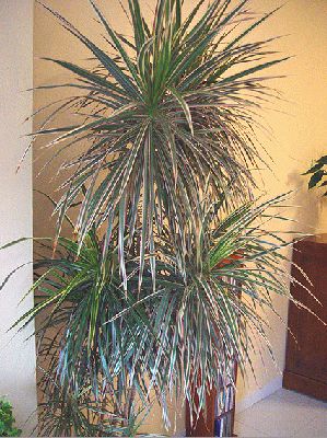 dracaena_marginata.jpg