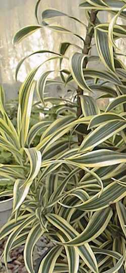 Dracaena_reflexa.jpg