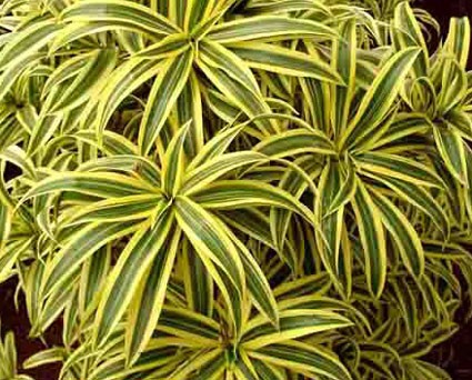 Dracaena_Song_of_India-max-500.jpg